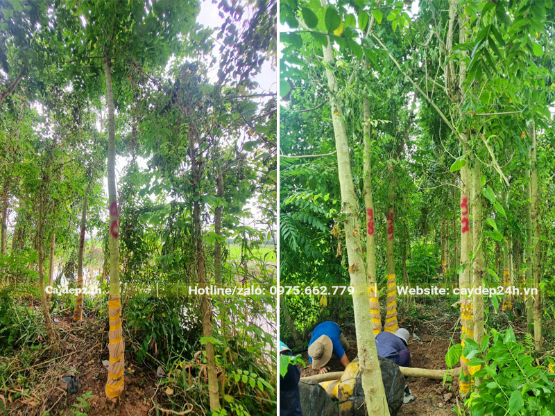 Bứng nóng cây Sò Đo Cam công trình đường kính thân 10cm đo cách gốc 1m