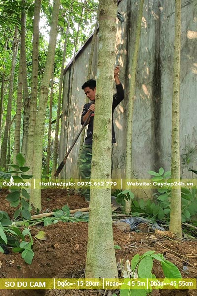 Cây lớn đường kính gốc gần 20cm, thân thẳng đẹp
