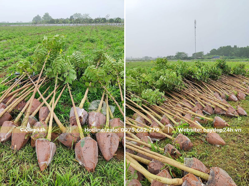 Tập kết hàng trăm cây Sò Đo Cam mới bứng bầu đường kính gốc 5cm