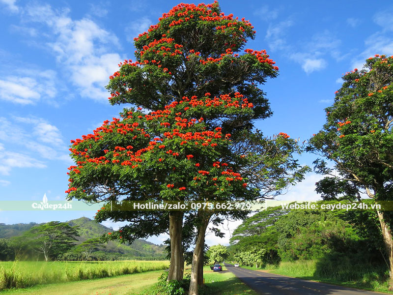 Chiêm ngưỡng hình ảnh cây Sò Đo Cam cổ thụ cao gần chục mét, tán tỏa rộng
