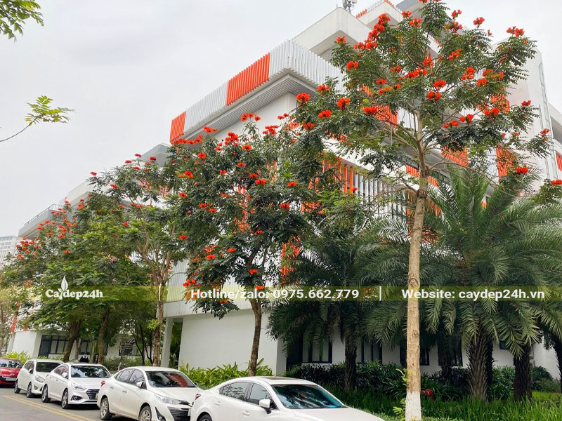 Hàng cây So Đo Cam trồng đường phố đô thị nở hoa rực rỡ