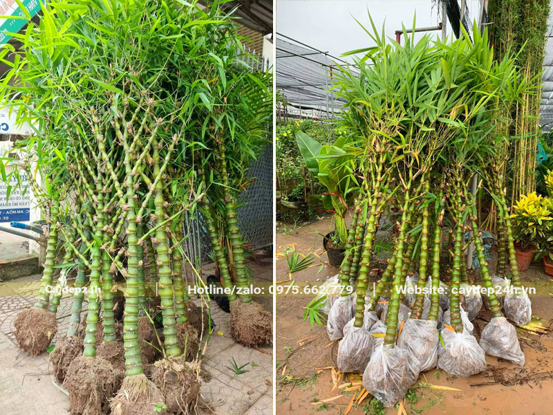 Cây Trúc Quan Âm đánh thẳng, chiều cao hơn 1m