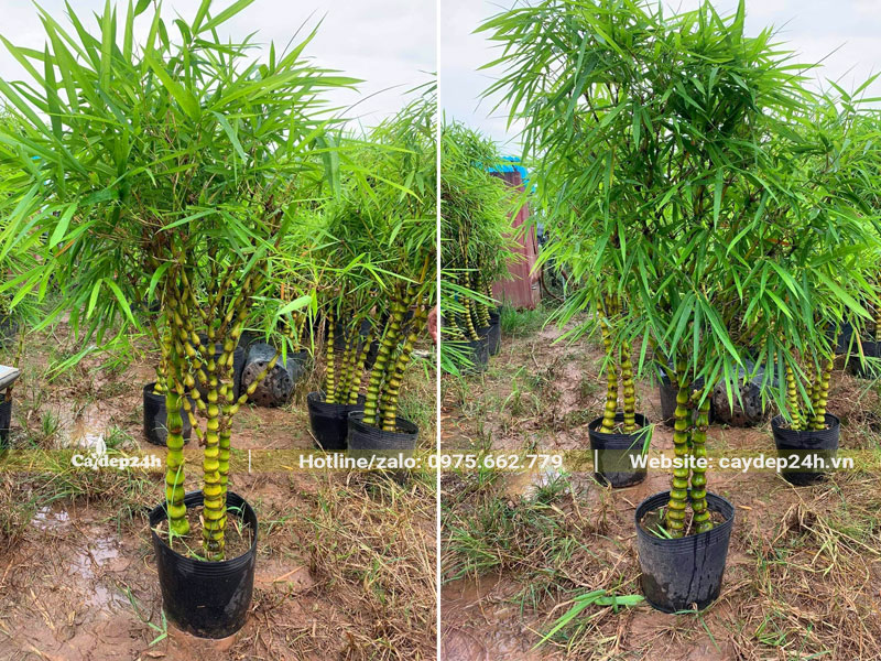 Những khóm Trúc trồng sẵn trong bầu, chiều cao khoảng 1.5m