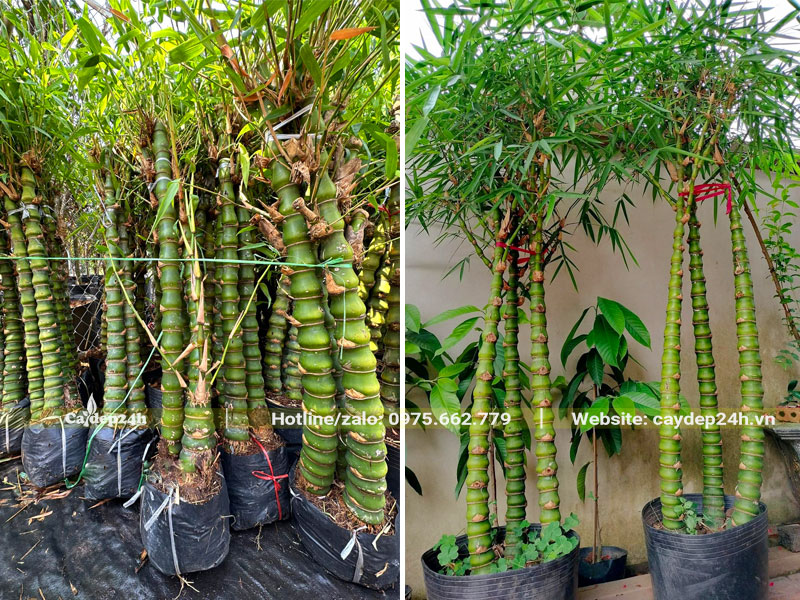 Trồng cây trúc cảnh trước sân nhà