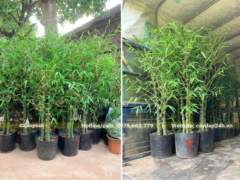 Xếp những chậu cây Trúc Phật Bà cao 1m lên thùng xe tải