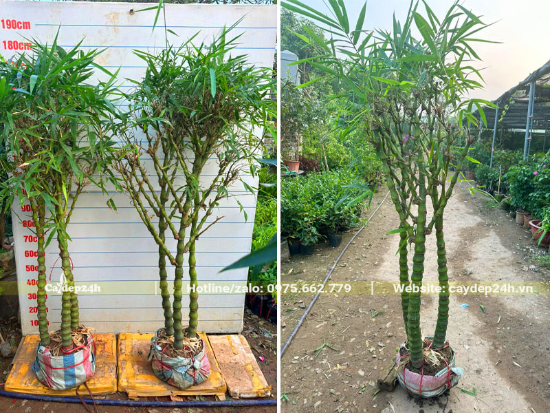 Trúc Phật Bà Quan Âm cao 1m8