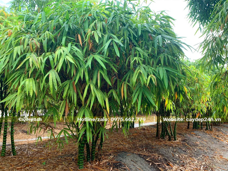 Trúc Quan Âm trồng thành khóm lớn trong công viên