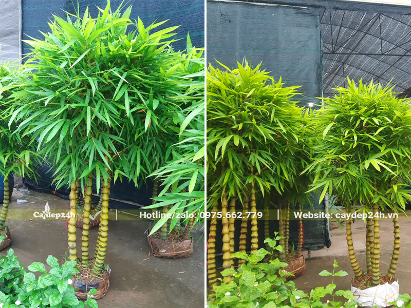 Những cây cảnh Trúc Quan Âm tán lá tròn đẹp