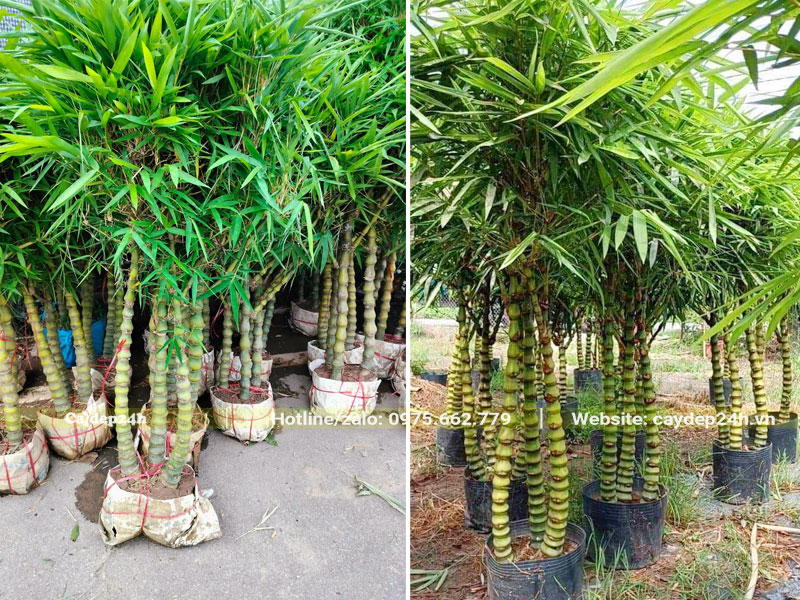 Cây Trúc Đùi Gà chiều cao gần 2m, 3 - 5 thân/khóm