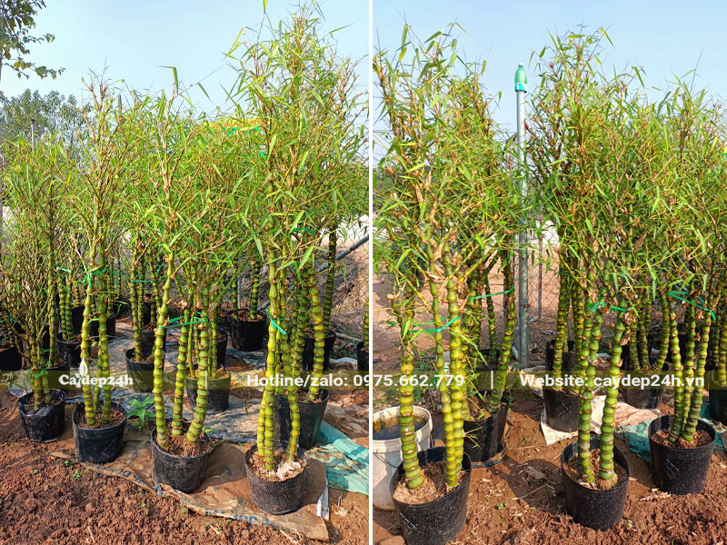 Vườn Trúc Quan Âm dưỡng trong bầu, chiều cao khoảng 1,2 - 1,6m