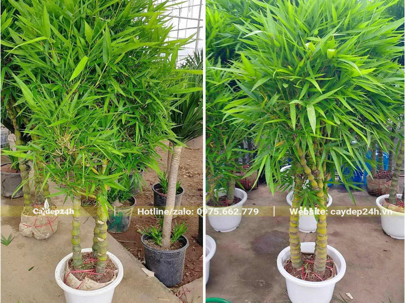 Dáng cây gọn gàng, trồng chậu cảnh để trang trí nội ngoại thất hay sân vườn đều đẹp