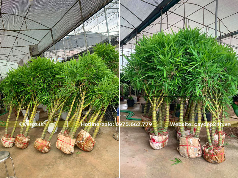 Cây kích thước lớn, chiều cao gần 2m, tán lá đẹp