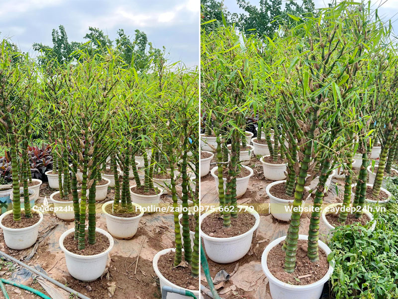 Gần 100 chậu cây Trúc Quan Âm chiều cao 80 - 100cm