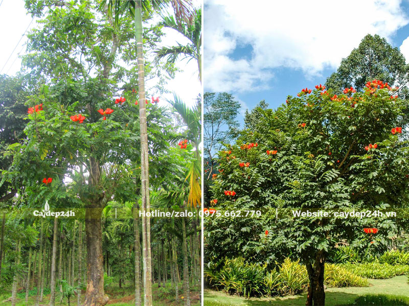 Cây Sò Đo Cam cổ thụ dâm ủ và trồng cảnh quan đô thị