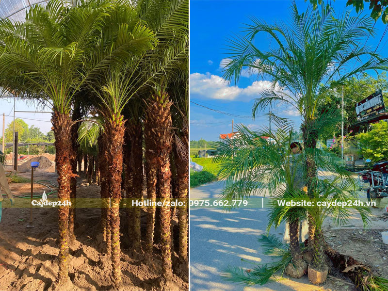 Chọn cây Cau Nga Mi lóng cao 2m tại vườn dâm ủ hoặc bứng nóng tại khu vực trồng