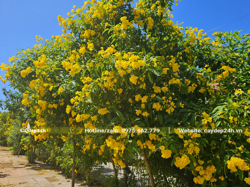 Cây hoa Huỳnh Liên nở hoa vàng trong nắng hè rực rỡ