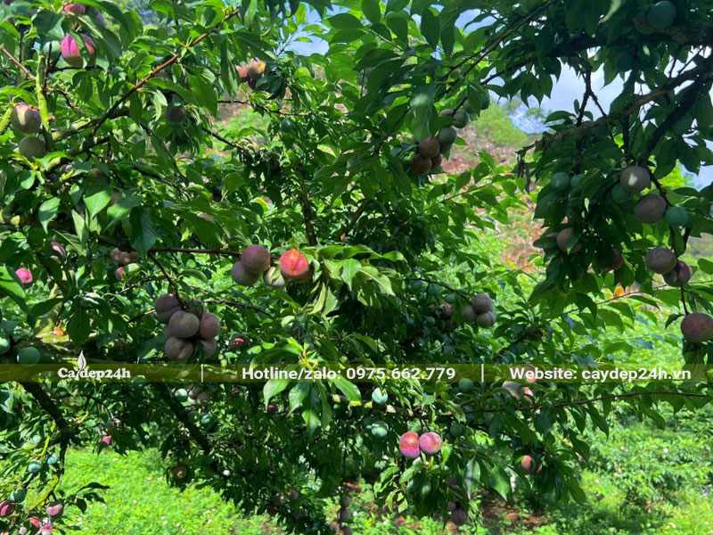 Vườn mận đã chín, quả màu đỏ tươi bắt mắt