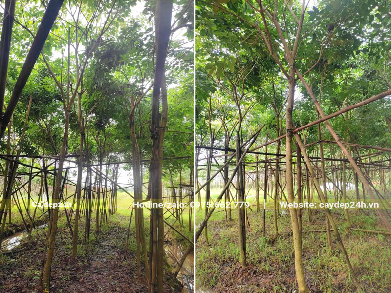 Nhà vườn dưỡng số lượng lớn cây Phong Linh hoa tím công trình