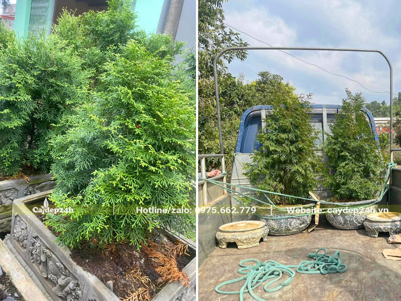 Cây Bách Xanh nhỏ trồng chậu cảnh trang trí trong nhà