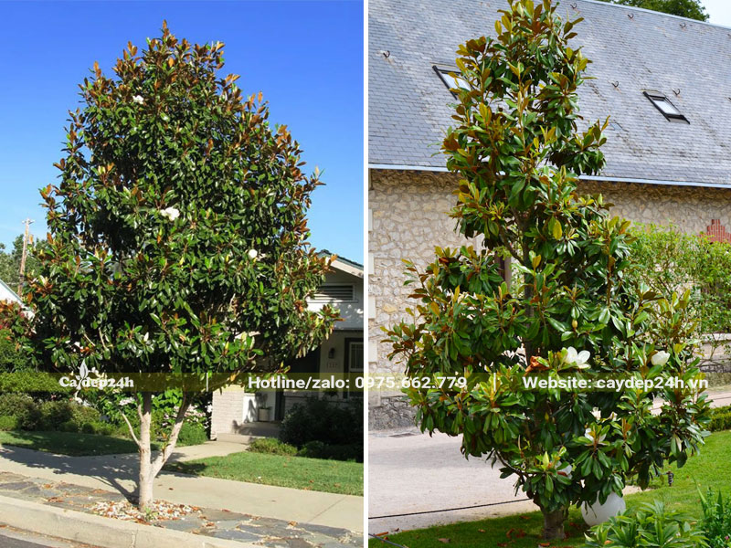 Những cây Sen Đất trồng đường phố đô thị đang nở hoa trắng sinh đẹp