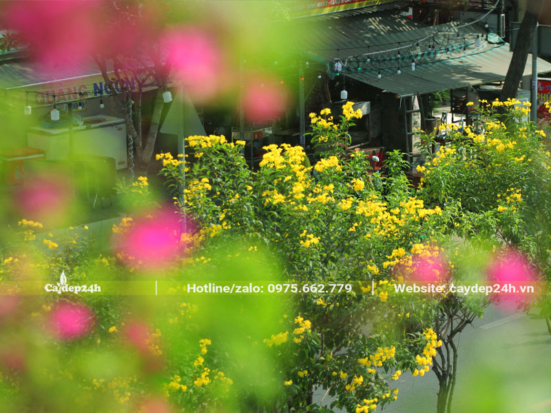 Những cây hoa Huỳnh Liên Vàng lâu năm trồng trên đường phố đang nở rộ hoa