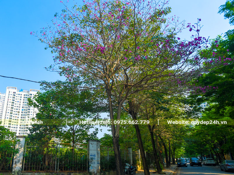Hàng cây Phong Linh tím cổ thụ trồng trên vỉa hè đường phố