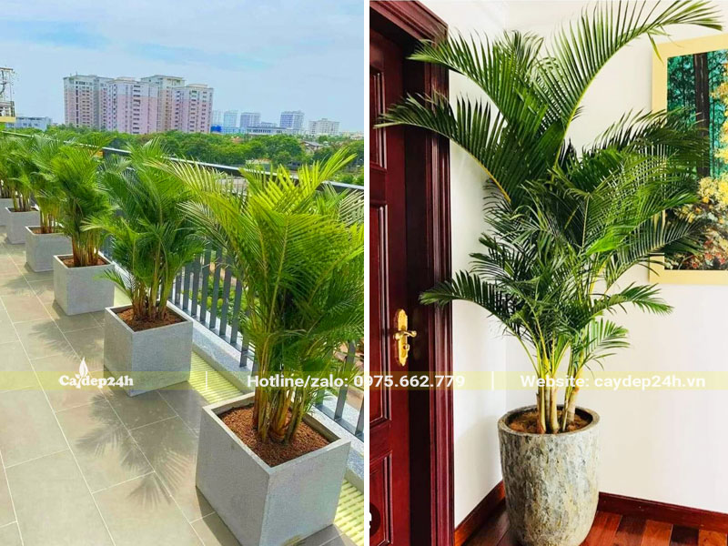 Trồng Cau Vàng phong thủy trang trí nhà ở