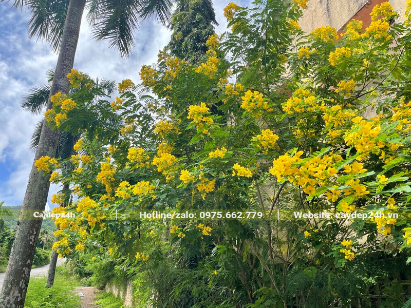 Điệp Vàng trồng đường phố, tạo lên những con đường ngập tràn sắc hoa vàng