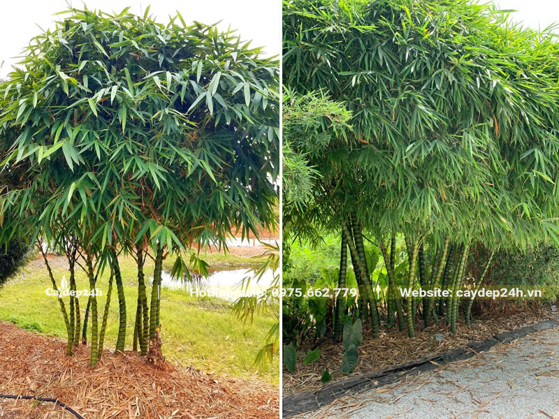 Cây Trúc Quan Âm công trình trồng thành khóm lớn trong công viên