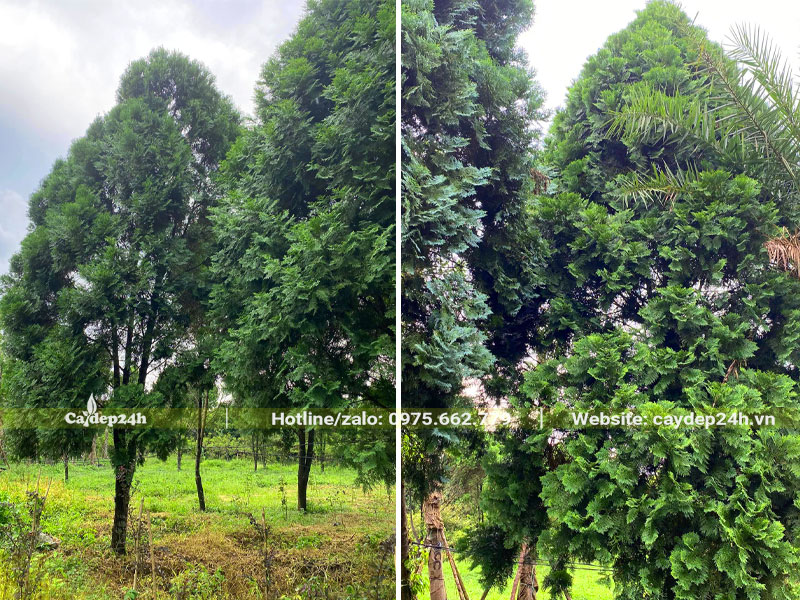 Hình dáng tổng thể của những cây Bách Xanh lâu năm