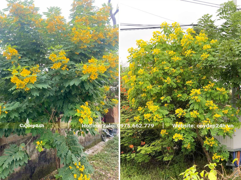 Cây hoa Điệp Vàng trồng công trình