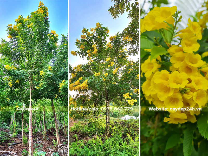 Hình dáng cây hoa Huỳnh Liền Vàng trưởng thành đang nở hoa rực rỡ