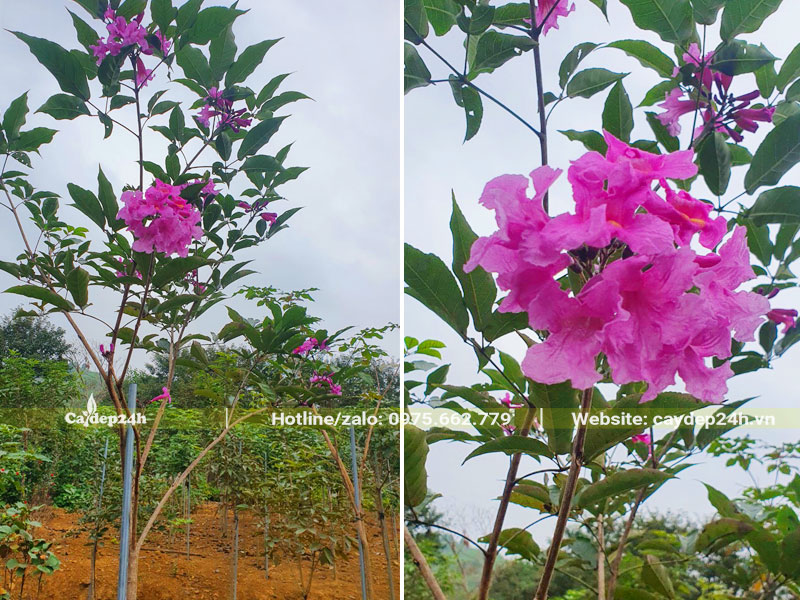 Những cây Phong Linh tím hơn 2 năm tuổi đang bắt đầu ra hoa