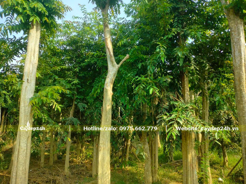 Khu vườn nuôi dưỡng cây Săng Lẻ công trình
