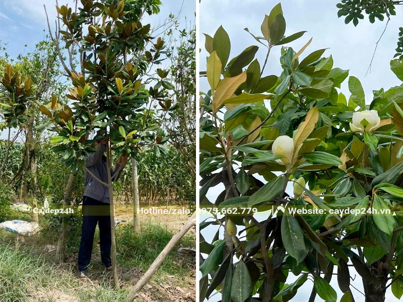 Cây Sen Đất nhỏ chiều cao khoảng 3m