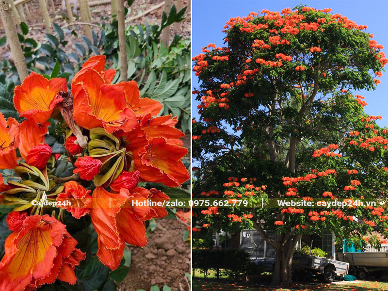 Cây Chuông Đỏ nở hoa rực rỡ