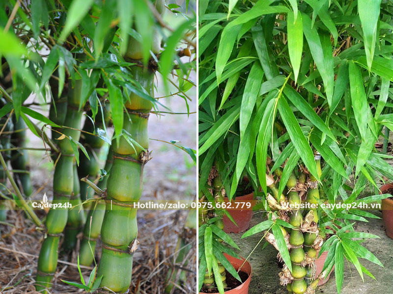 Lá cây Trúc Quan Âm mỏng hình mũi mác