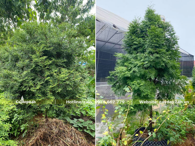 Tủ gốc bằng rơm rạ, cỏ khô để tăng mùn cho đất