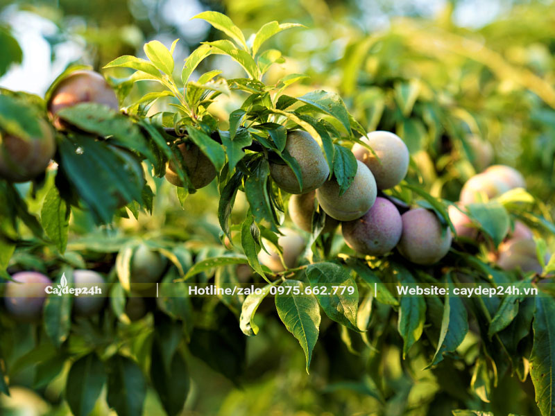 Những cành Mận trĩu quả, quả to tròn, kích thước đồng đều