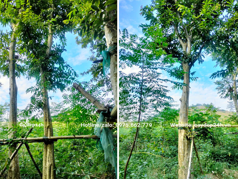 Vườn trồng và dưỡng cây Săng Lẻ công trình đường kính thân 20 - 30cm đo cách gốc 1m