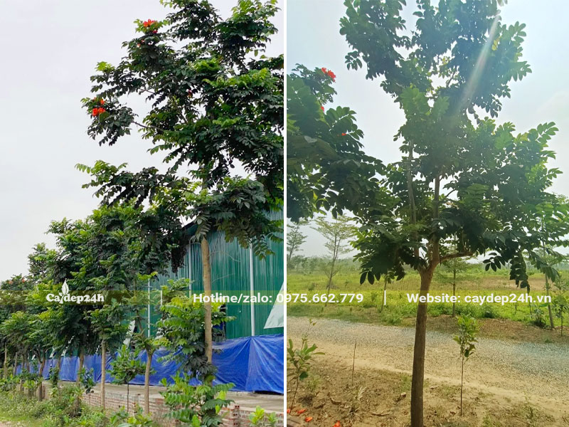 Sò Đo Cam công trình cao hơn 3m, đường kính gốc 8cm