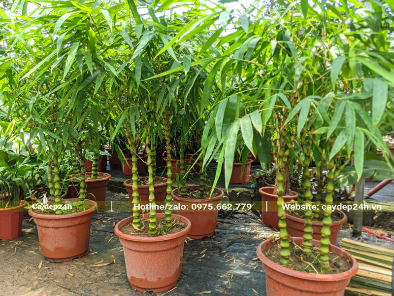 Hàng chục chậu cây Trúc Quân Âm chiều cao 70 - 80cm
