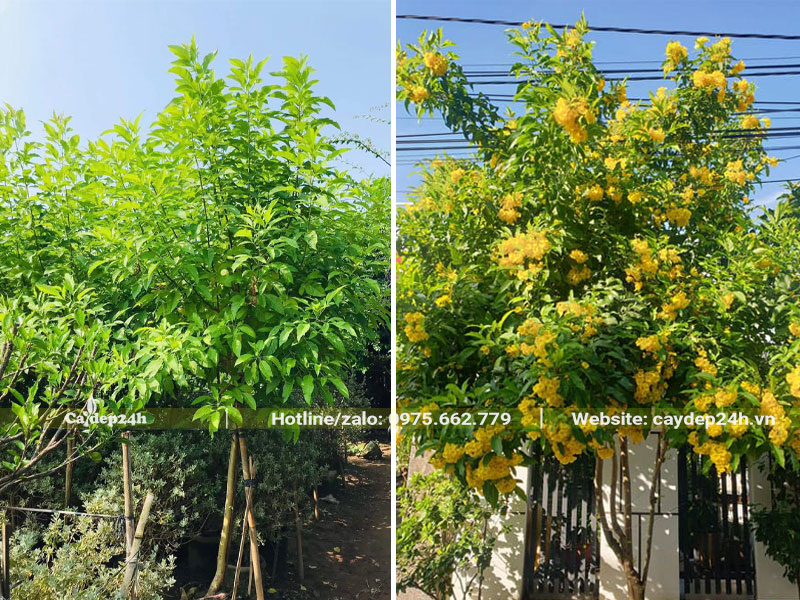 Cây Huỳnh Liên trang trí cảnh quan chiều cao khoảng 1.5 - 2m