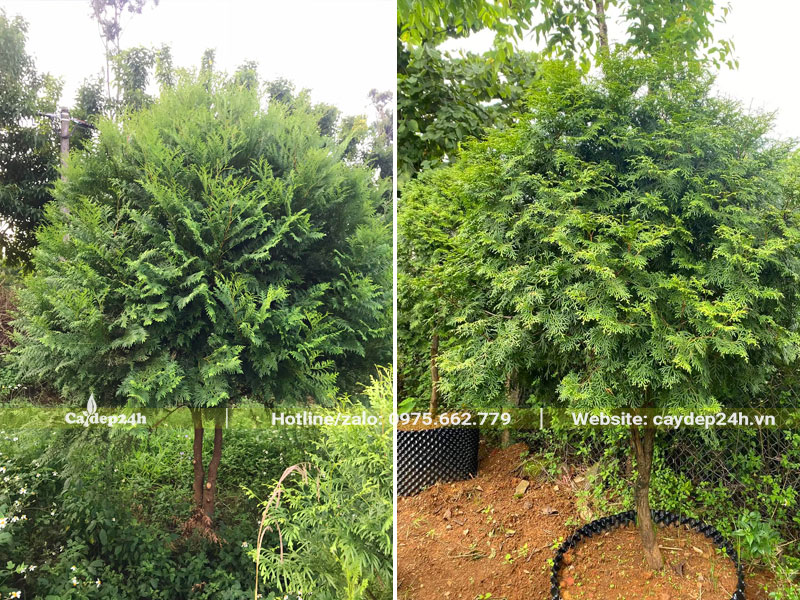 Dọn cỏ và dâm ủ cây Bách Xanh trong bầu nổi