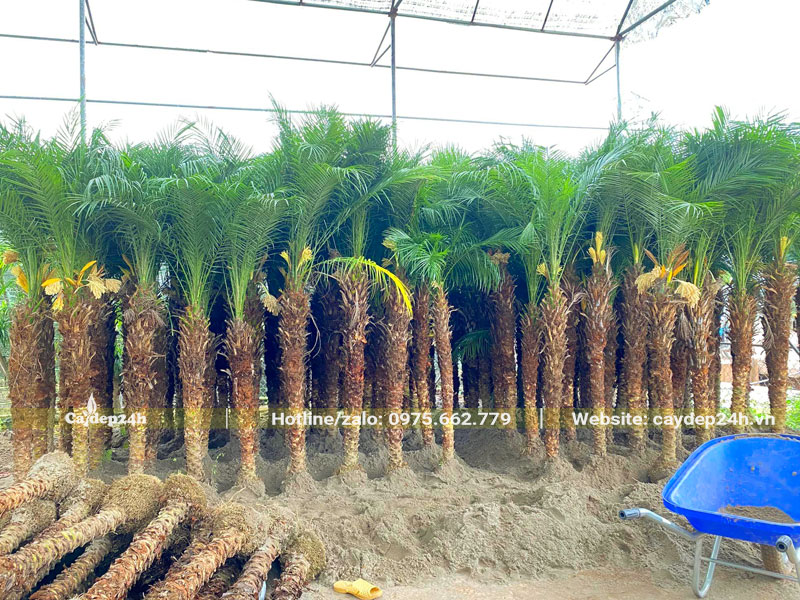 Hàng trăm cây Cau Cảnh Nga Mi lóng cao 1m5 - 2m