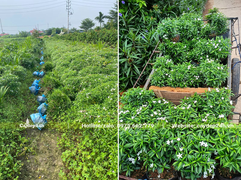 Bứng bầu số lượng lớn cây hoa Mai Vạn Phúc nhỏ, chiều cao khoảng 30 - 40cm