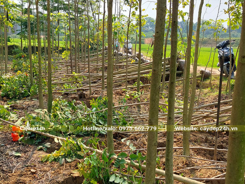 Bứng số lượng lớn cây Sò Đo Cam đường kính gốc 5 - 7cm