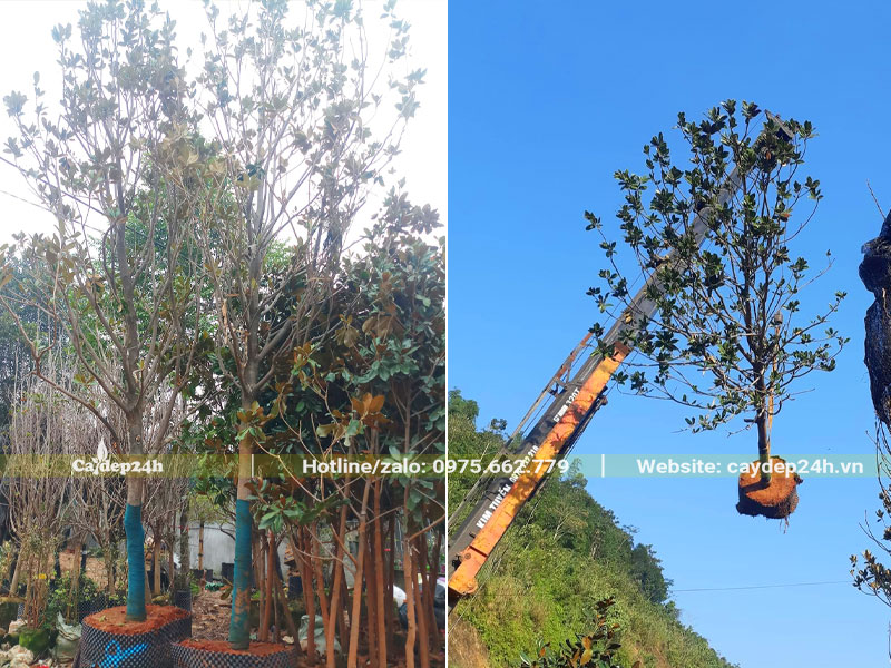 Chọn và cẩu cây hoa Sen Đất đường kính gốc 10cm lên xe