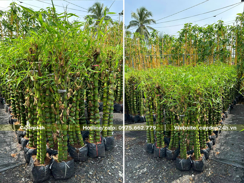 Vườn dưỡng cây Trúc Quan Âm trong bầu, chiều cao khoảng 1 - 1,5m