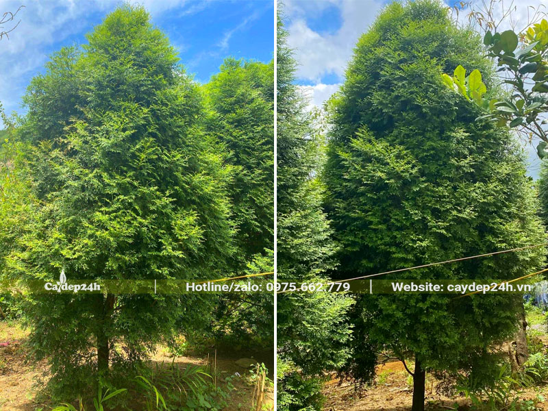 Vườn cây gỗ Bách Xanh chất lượng, chiều cao đạt gần 4m